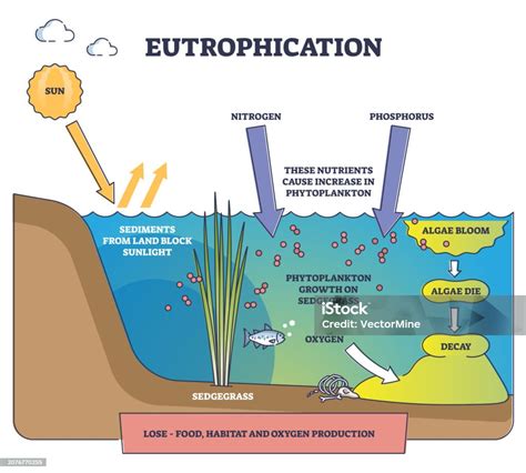 Diagrama del proceso de eutrofización