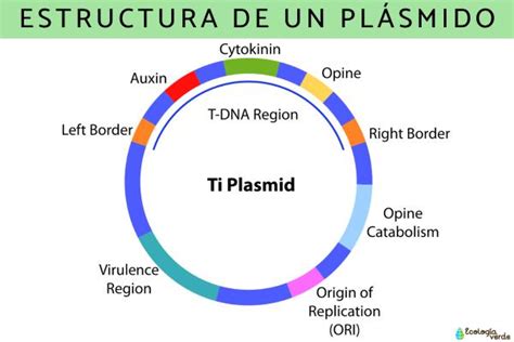 Diagrama de un plásmido circular de ADN