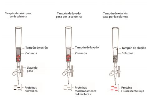 Diagrama que muestra el principio de unión y elución de ADN en una columna de sílice
