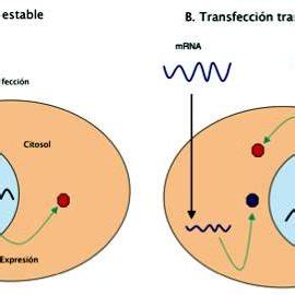 Gráfico que compara la eficacia de transfección de ADN plasmídico purificado por diferentes métodos