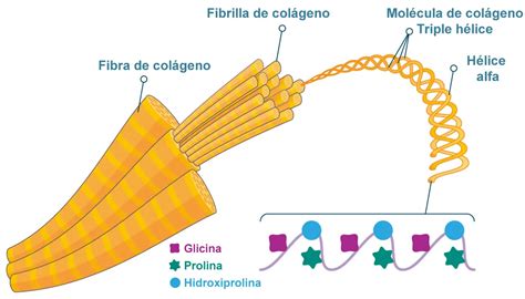Microscopía de fibras de colágeno en la piel