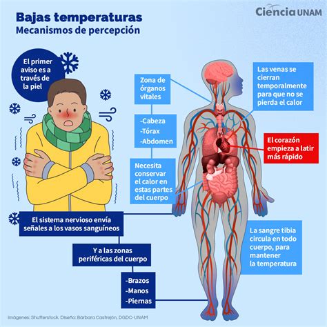 Infografía mostrando los beneficios del frío en la piel, con énfasis en la circulación y reducción de bolsas