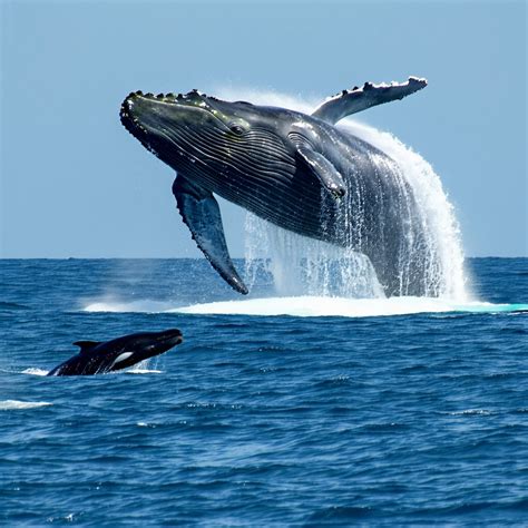 Ballena en su hábitat natural