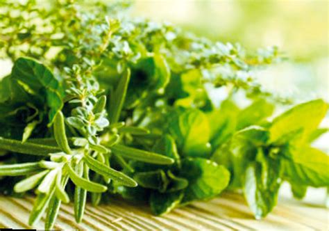 Plantas medicinales con propiedades diuréticas