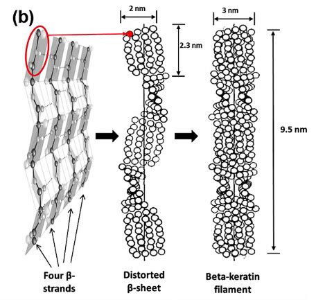 Estructura molecular de la queratina