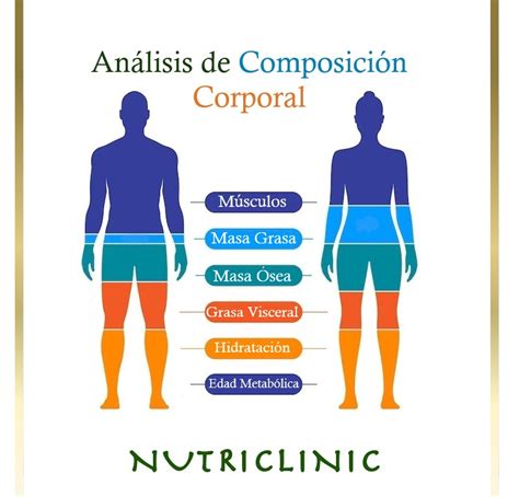 Diagrama que compara la composición corporal antes y después de una dieta restrictiva, mostrando pérdida de músculo y agua, no solo grasa.
