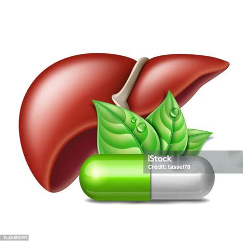 Ilustración de hígado humano con plantas medicinales alrededor