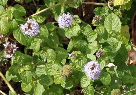 Planta de menta acuática creciendo junto a un cuerpo de agua