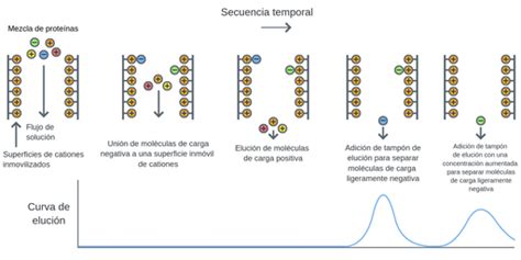 Diagrama esquemático de cromatografía de intercambio iónico
