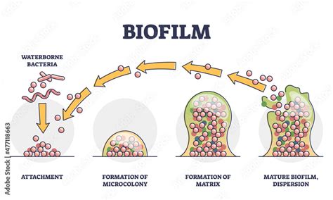 Representación visual de un biofilm bacteriano