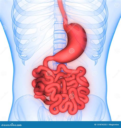 Diagrama del sistema digestivo humano mostrando el estómago, intestino delgado e intestino grueso.