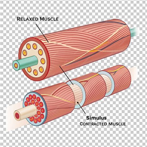 Diagrama de una célula muscular mostrando el contenido de agua