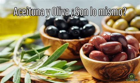 Pepino y aceituna en cuidado de la piel