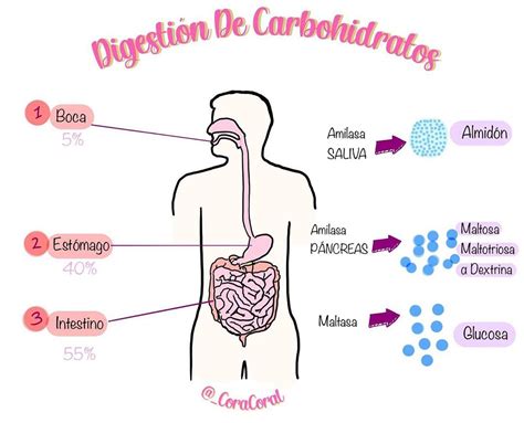 Diagrama de flujo que ilustra la digestión de carbohidratos y la producción de gases en el intestino.