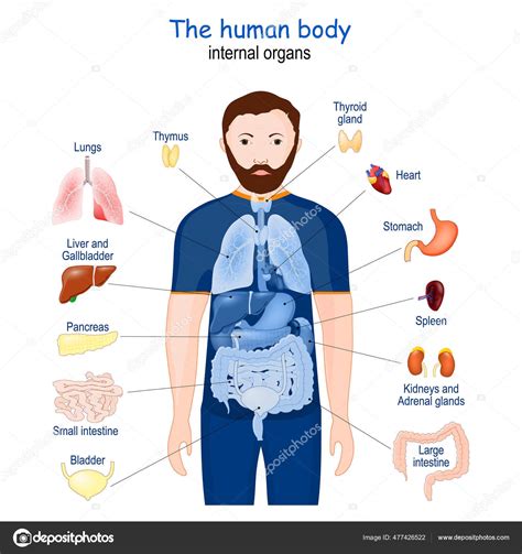 Ilustración: Cuerpo humano con órganos de desintoxicación