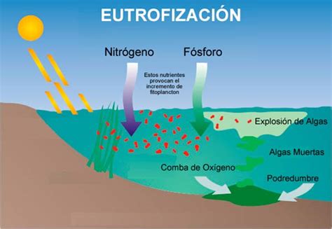 Diagrama explicando el proceso de eutrofización
