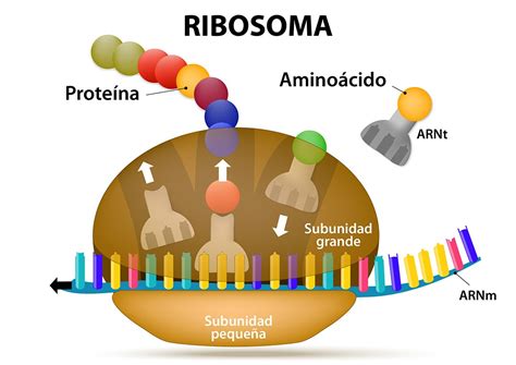 Representación gráfica de la producción de proteína a partir de ARNm