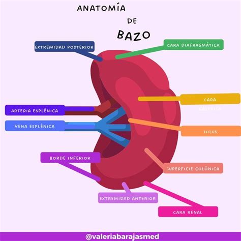 Diagrama anatómico mostrando la ubicación del bazo en la cavidad abdominal