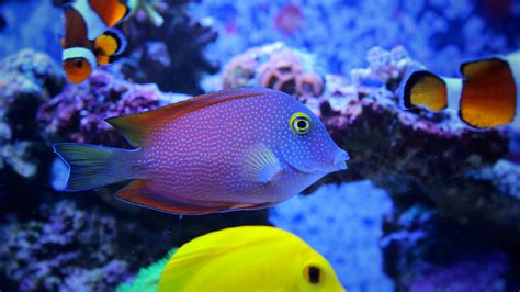 Acuario marino con peces