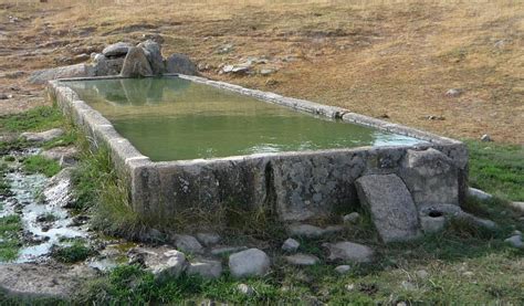 Ganado bebiendo de un abrevadero limpio