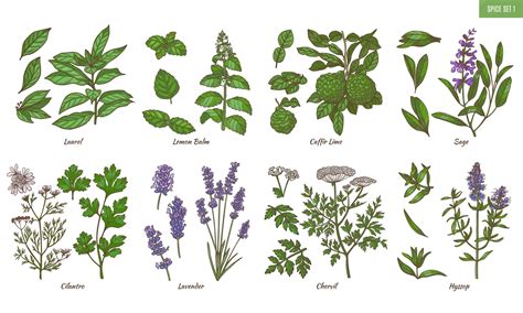 Ilustración de hierbas aromáticas utilizadas en rituales antiguos