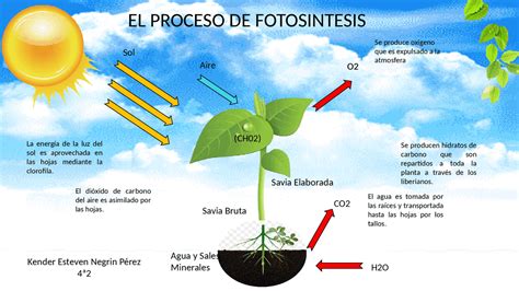 Diagrama del proceso de fotosíntesis