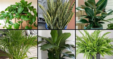 Ilustración de varias plantas de interior conocidas por purificar el aire