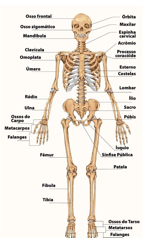 Esqueleto humano con áreas de debilidad marcadas