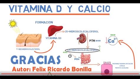 Diagrama mostrando la relación entre calcio, vitamina D y salud ósea