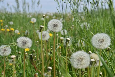 Diente de león en su hábitat natural