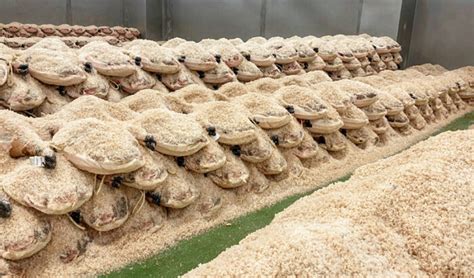 Proceso de salazón de jamones en bandejas