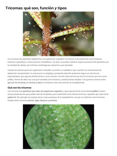 Diagrama mostrando la separación de tricomas en agua helada