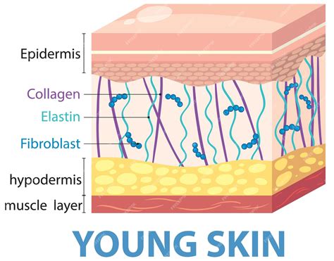 Diagrama de la piel mostrando la exfoliación