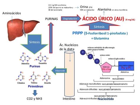 Diagrama del metabolismo de las purinas y formación de ácido úrico