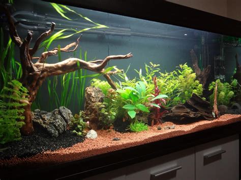 Acuario plantado con agua cristalina