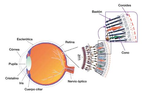 Diagrama del ojo humano mostrando la córnea, el cristalino y la retina
