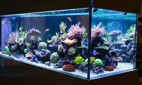 decoracion acuario marino
