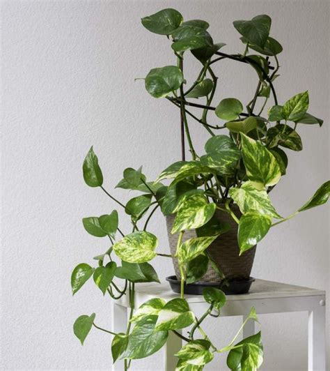 Planta de Poto en maceta colgante