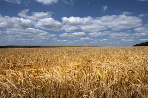 Campo de cereales