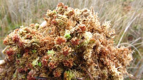 Musgo Sphagnum creciendo en los Andes peruanos