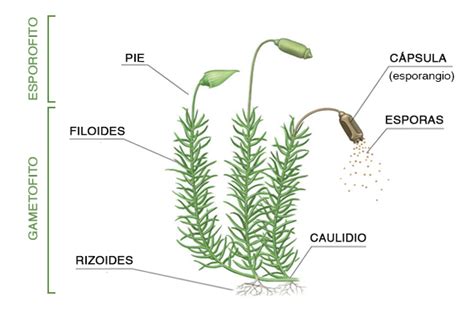 Diagrama mostrando la estructura de un musgo y sus funciones ecológicas