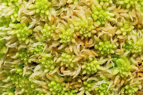Microfotografía de musgo Sphagnum con células que retienen agua