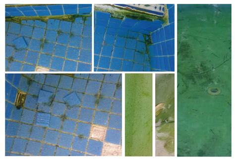 Algas creciendo en las paredes de una piscina