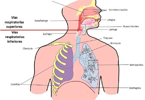 Diagrama de las vías respiratorias con glándulas productoras de moco