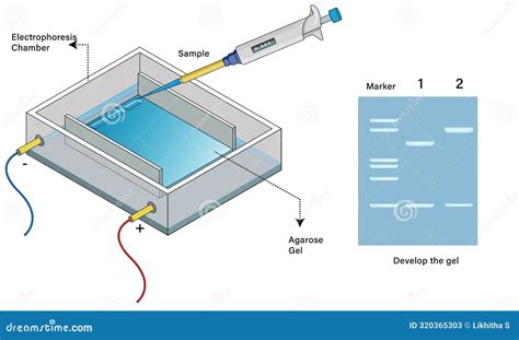 Ilustración esquemática de electroforesis en gel de agarosa