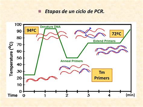 Diagrama de los ciclos de PCR