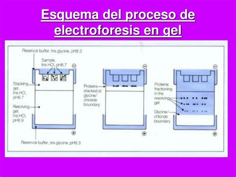 Esquema de una cuba de electroforesis en gel