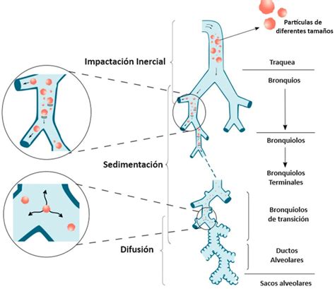 Diagrama que ilustra la deposición de partículas en las hojas de los árboles.