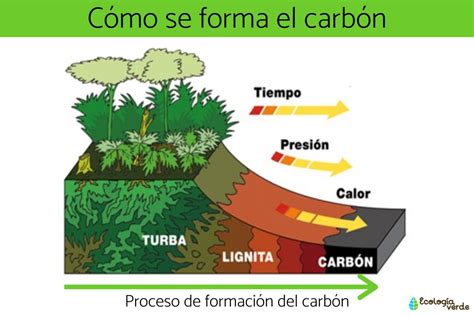 Carbón vegetal en formación
