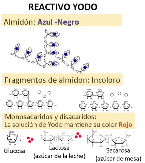 Reacción de Lugol con almidón